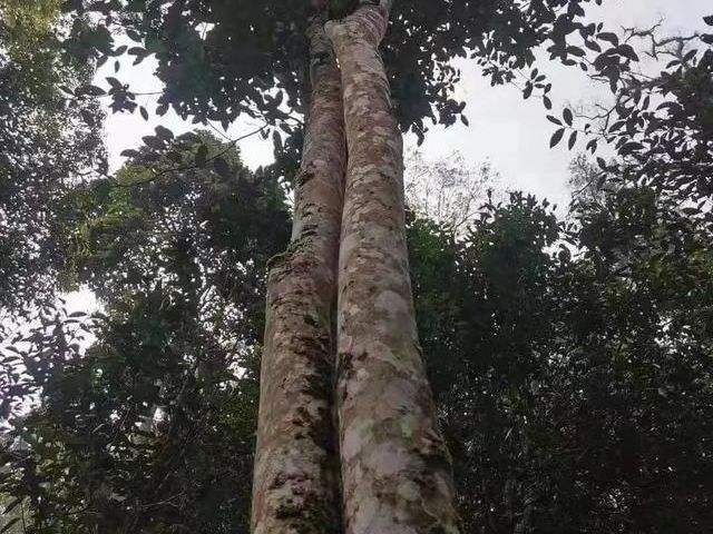 2022年冷水河古樹春茶口感？