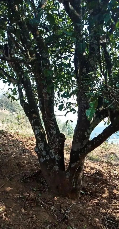 2022年冷水河古樹春茶多少錢一公斤？