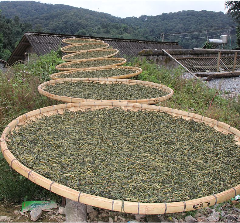 2022年白沙河古樹春茶價格？