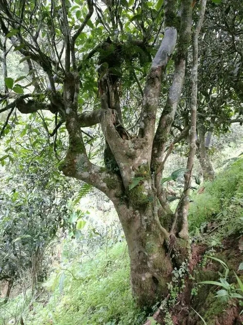 2022年黑水梁子古樹春茶特點(diǎn)？