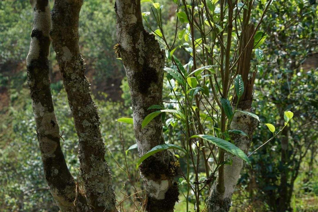 2022年刮風寨茶坪古樹春茶特點？