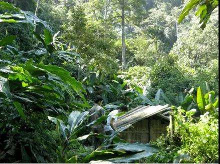 2022年薄荷塘古樹(shù)春茶多少錢(qián)一公斤？