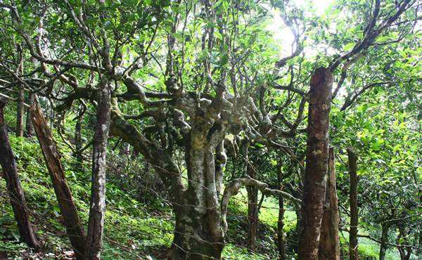 2022年多依樹古樹春茶口感？