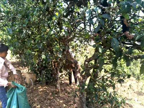 2022年易武張家灣古樹春茶特點？