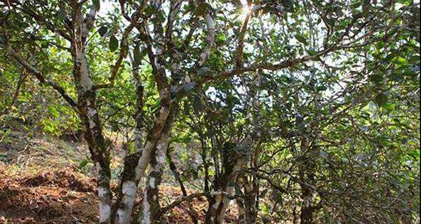 2022年易武張家灣古樹春茶口感？