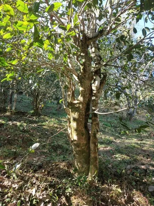 2022年易武張家灣古樹春茶多少錢一公斤？