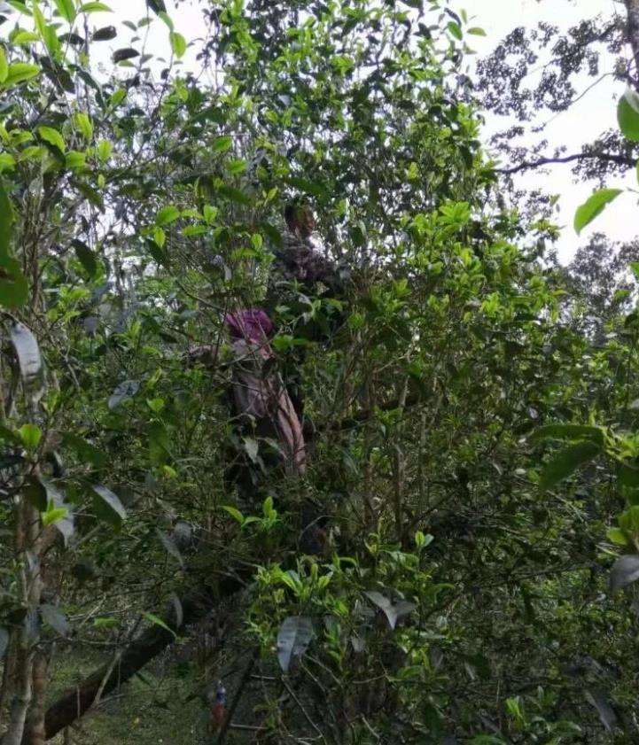 2022年一扇磨古樹春茶特點？