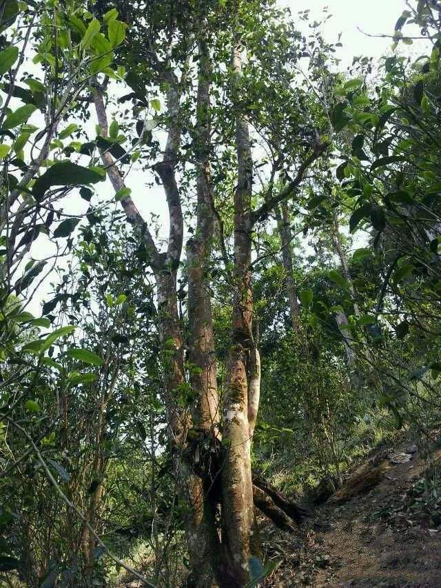 2022年一扇磨古樹(shù)春茶口感？