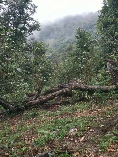 2022年一扇磨古樹春茶價格？