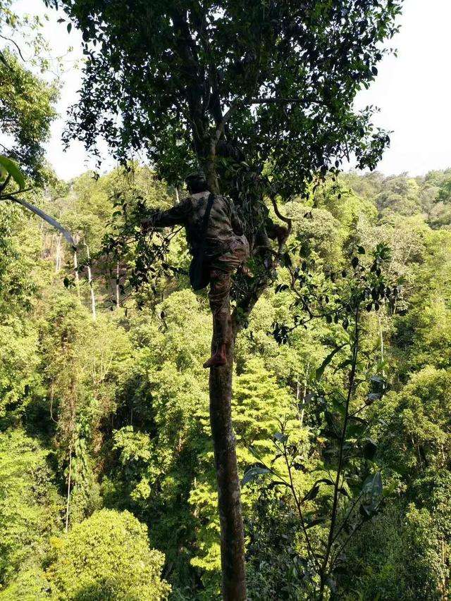 2022年天門山古樹春茶價格？