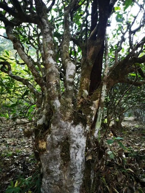 2022年高山寨古樹春茶價(jià)格？