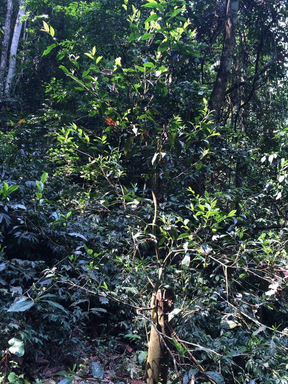 2022年高山寨古樹(shù)春茶多少錢(qián)一公斤？