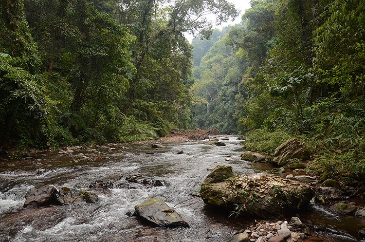 2022年銅箐河古樹春茶特點(diǎn)？