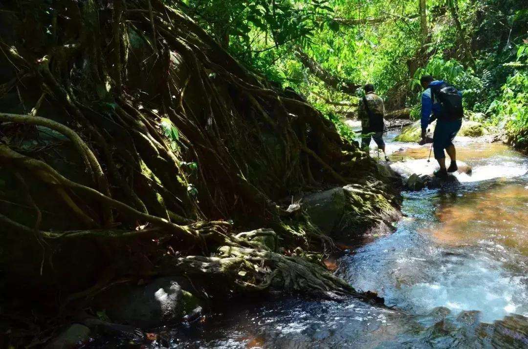 2022年銅箐河古樹春茶價(jià)格？