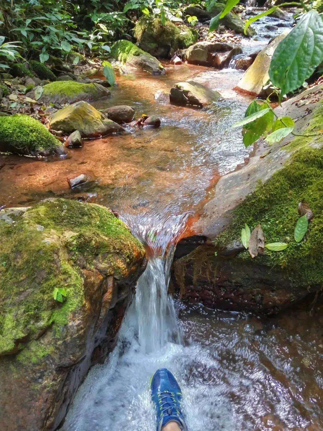 2022年銅箐河古樹(shù)春茶多少錢(qián)一公斤？