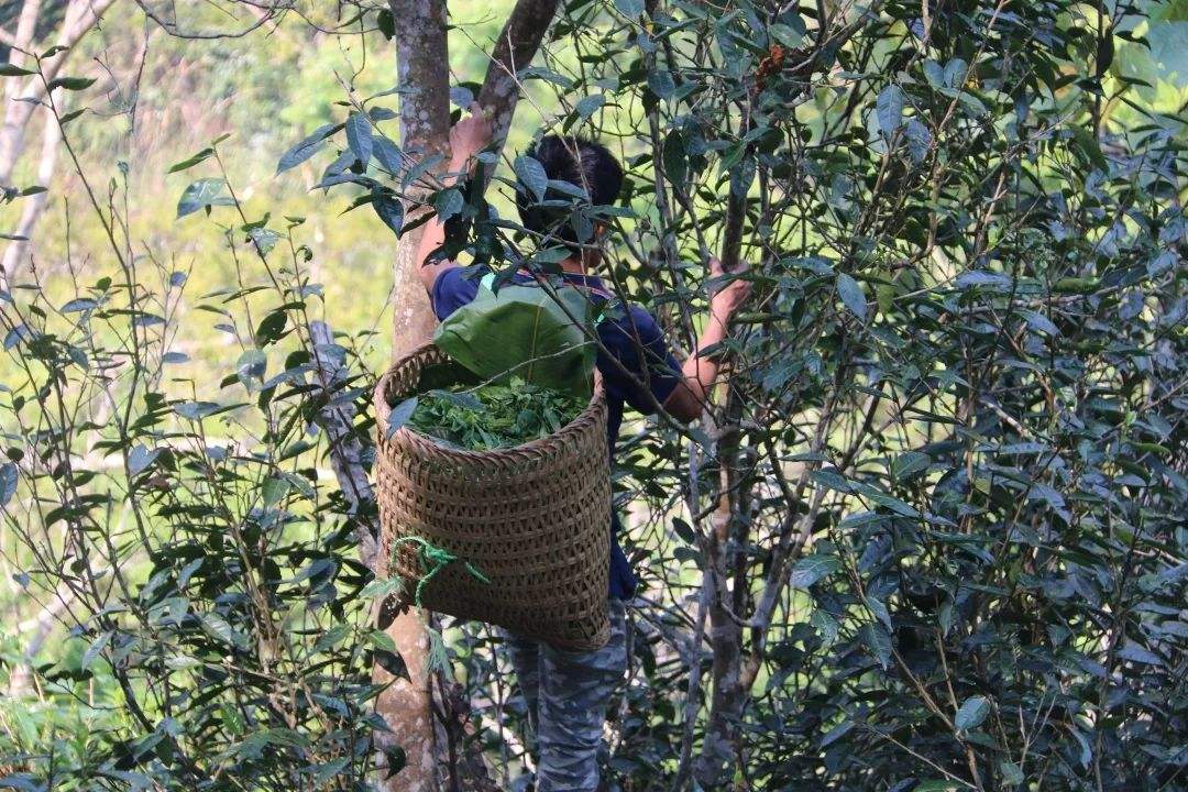 2022年百花潭古樹(shù)春茶特點(diǎn)？