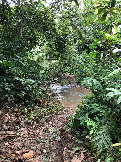 2022年蟒蛇箐古樹春茶價(jià)格？