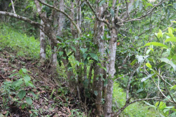 2022年銅箐河古樹春茶多少錢一公斤？