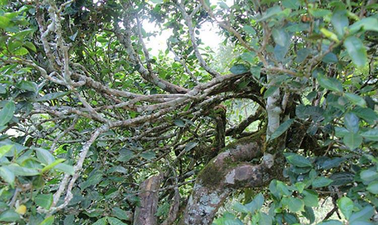 2022年倚邦曼拱古樹春茶特點(diǎn)？