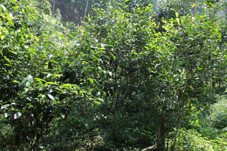 2022年倚邦曼拱古樹春茶價格？