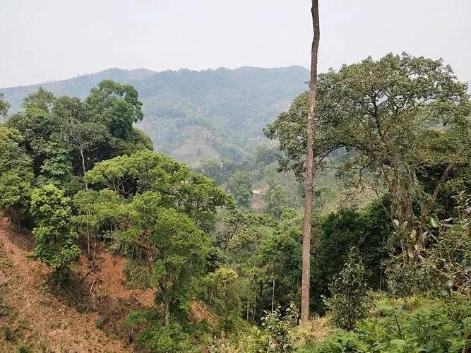 2022年極韻倚邦香—倚邦曼拱古樹(shù)春茶