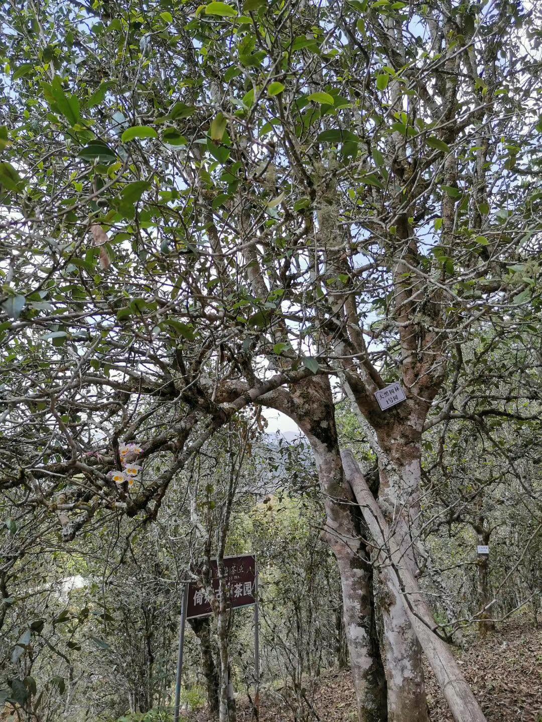 2022年大黑樹林古樹春茶特點(diǎn)？