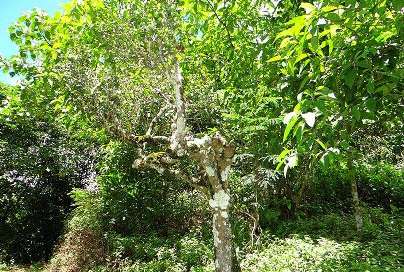 2022年大黑樹林古樹春茶價格？