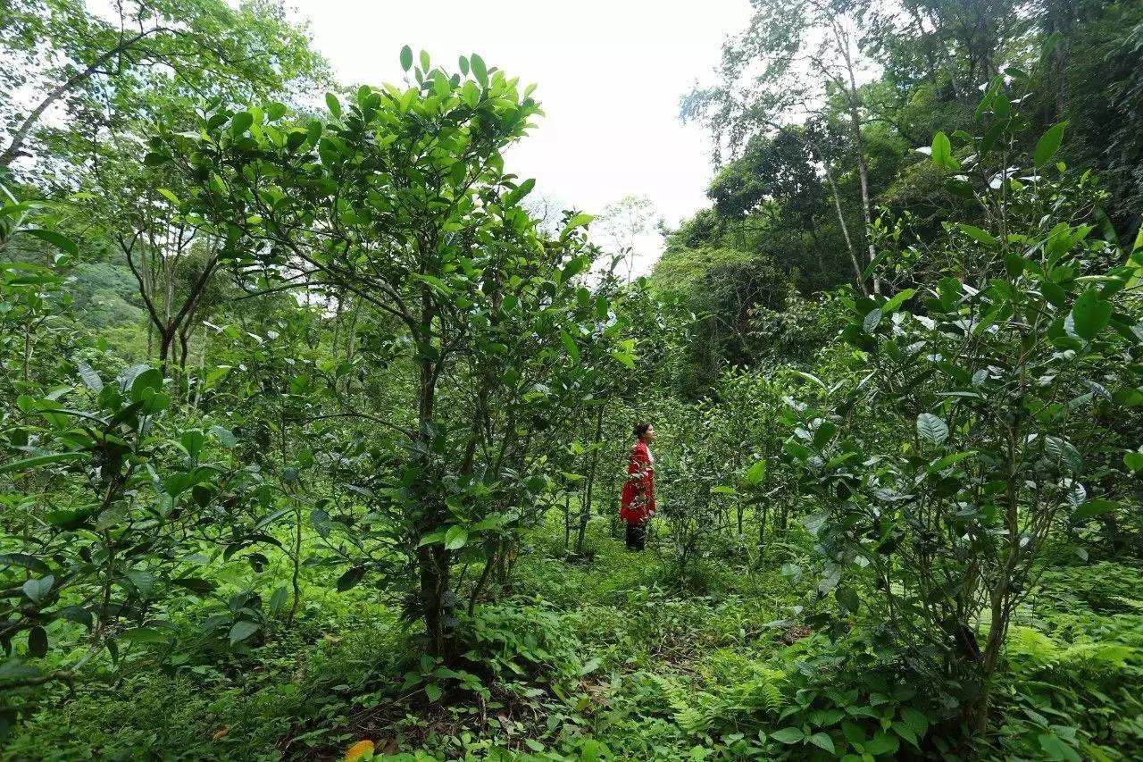 2022年曼松古樹春茶口感？