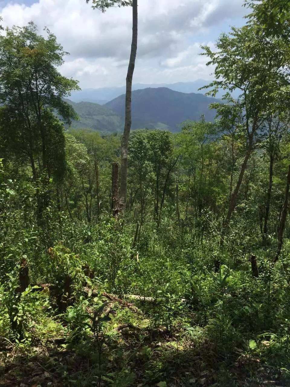 2022年一泡曼松古樹春茶？一飲帝王味……