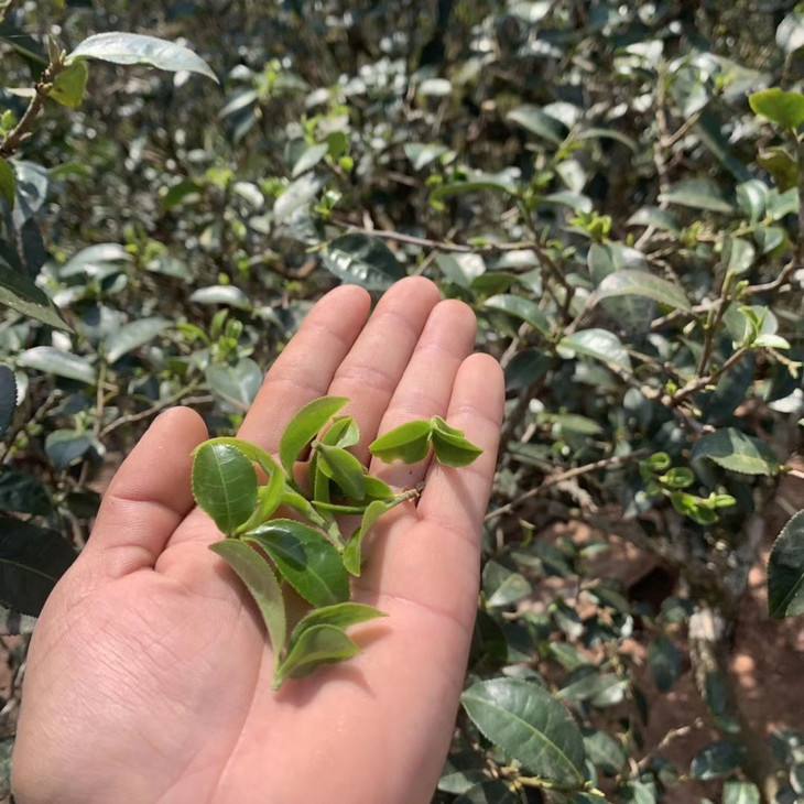 2022年倚邦貓耳朵古樹春茶口感?