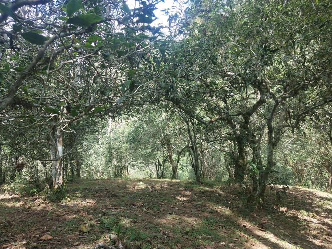 2022年革登古樹春茶多少一公斤？