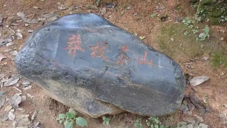 2022年莽枝古樹春茶特點(diǎn)？