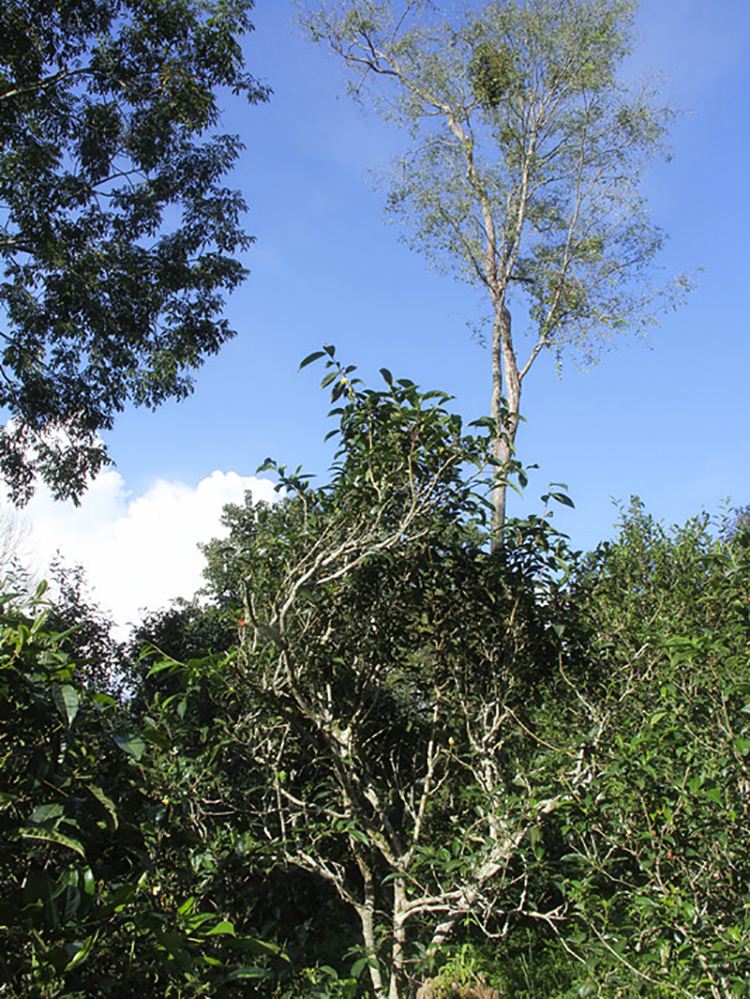 2022年莽枝古樹春茶口感？