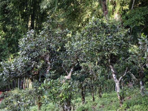 2022年攸樂古樹春茶特點(diǎn)？