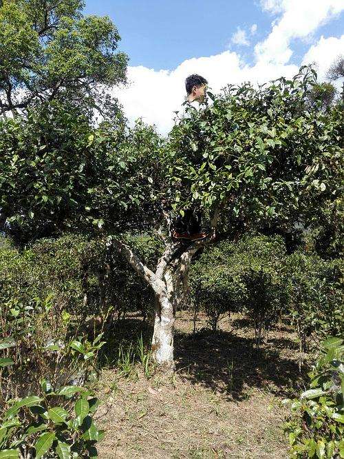 2022年攸樂古樹春茶多少錢一公斤？