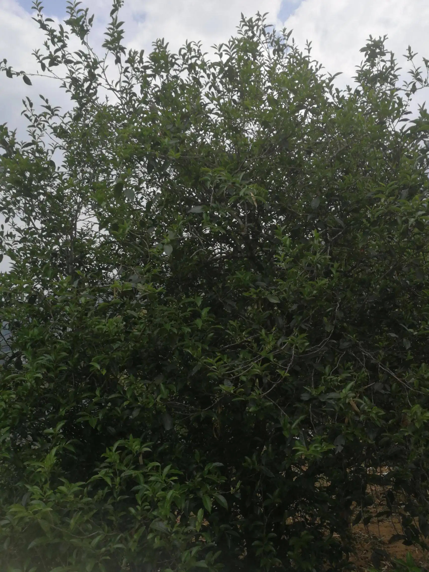 2022年曼秀古樹(shù)普洱茶特點(diǎn)