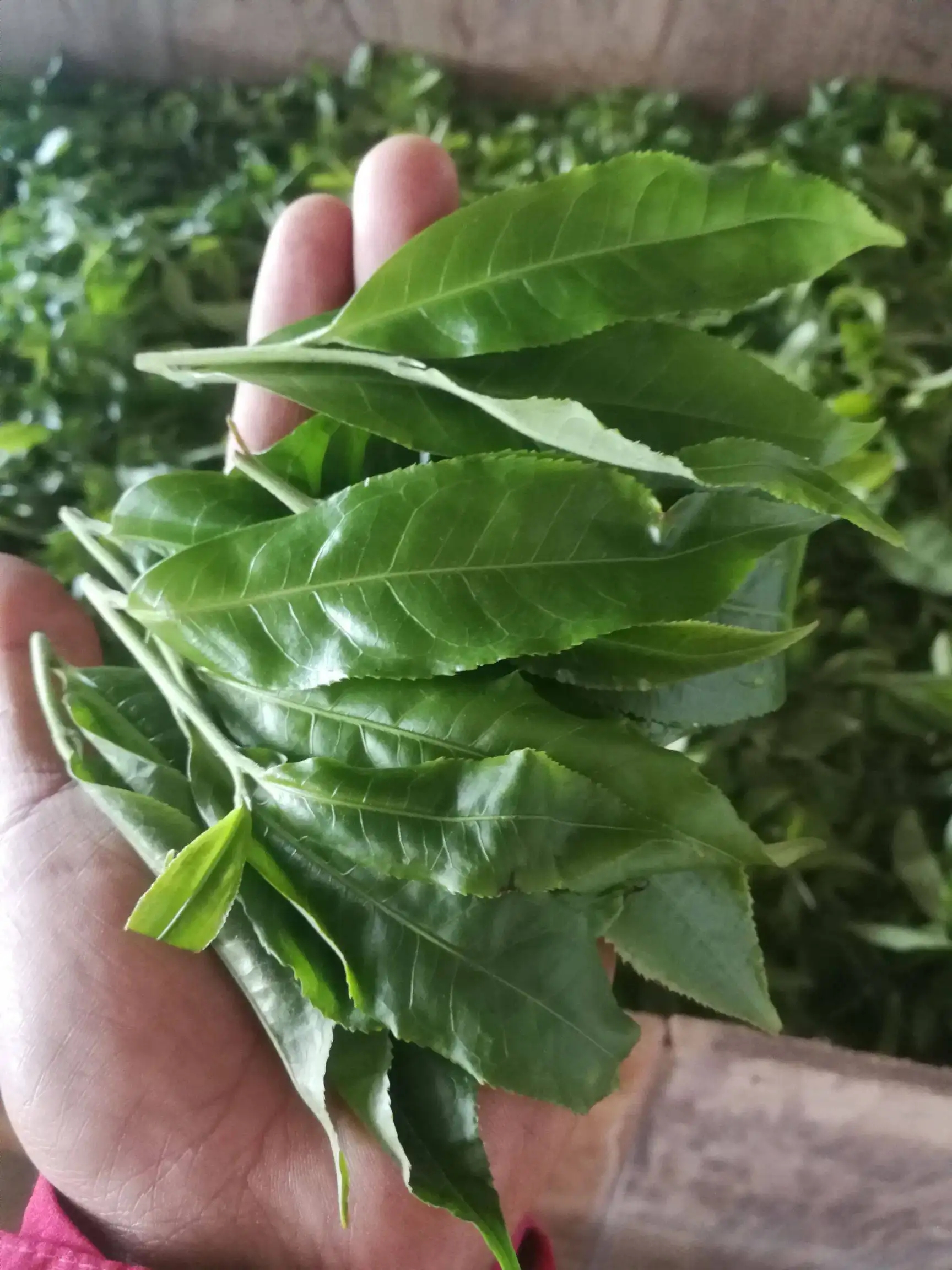 2022年易武曼秀古樹春茶價(jià)格？