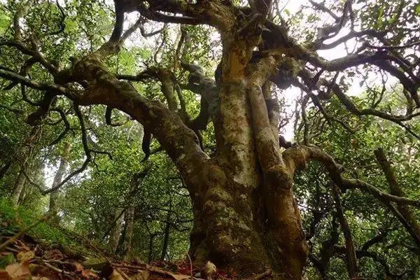 冰島！普洱茶界最有名的山頭，一次性把冰島茶講清楚！