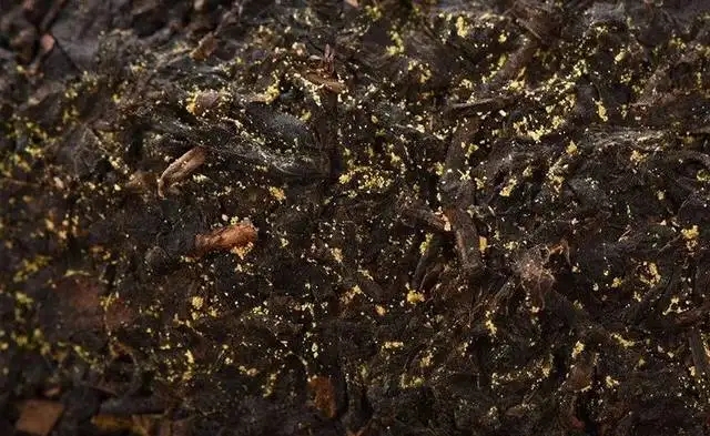 普洱茶的金花怎么鑒別？