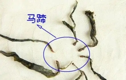 馬蹄竟然還能喝？普洱茶里的馬蹄你有了解過(guò)嗎？