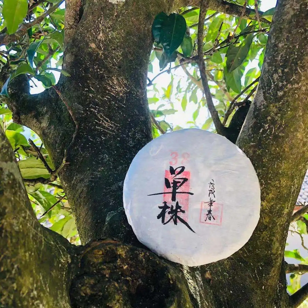 普洱茶單株是什么，好在哪里？