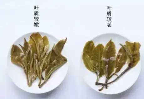 生普？熟普？如何挑選一款普洱茶？