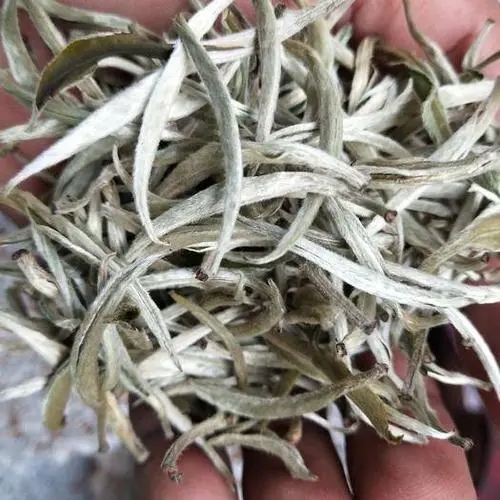 遇見月光白之美，存放四年云南古樹白茶