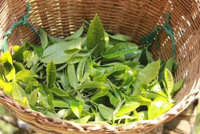 普洱茶3大核心產區(qū)，請好好收藏！