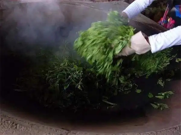 普洱茶為什么要殺青？