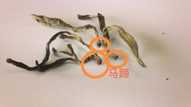 “馬蹄梗”多少跟季節(jié)有關(guān)系？