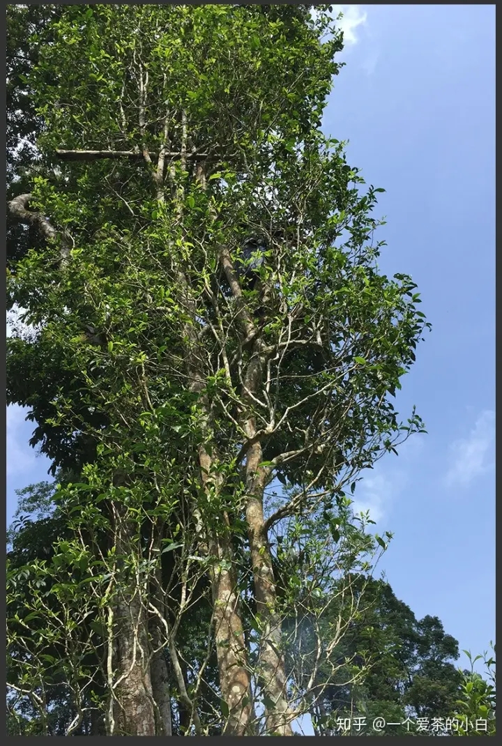 高桿古樹做成的普洱茶，憑什么紅遍大江南北？