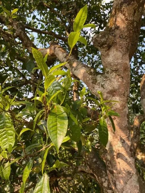 易武高桿 普洱長頸？