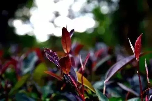 普洱異類：紫芽和紫鵑的區(qū)別與聯(lián)系