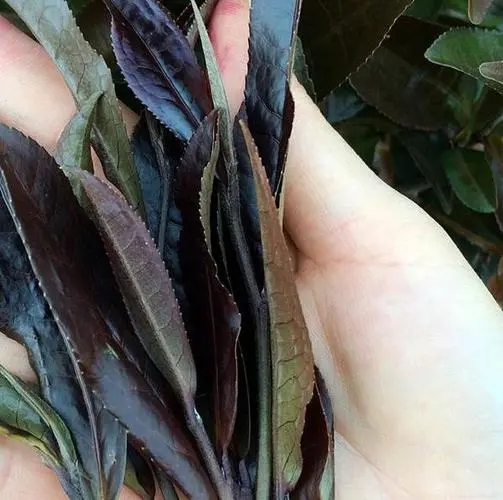 普洱茶中有一種叫“紫芽茶”的是怎么回事？